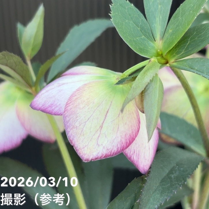 一点物】大和園 クリスマスローズ 4.5号（YA17）｜山野04-PA | 草花