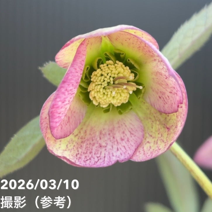 一点物】大和園 クリスマスローズ 4.5号（YA17）｜山野04-PA | 草花