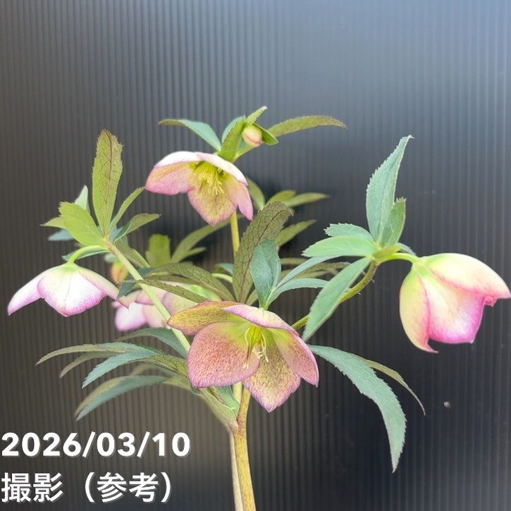 一点物】大和園 クリスマスローズ 4.5号（YA17）｜山野04-PA | 草花