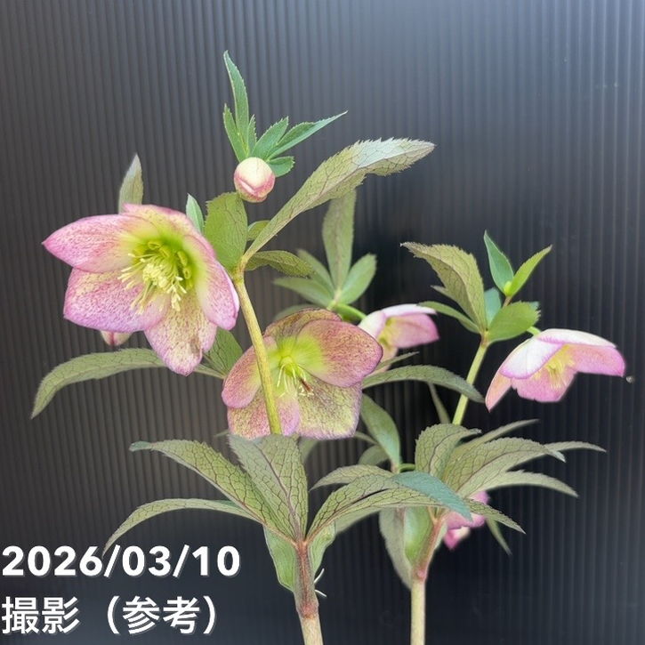 一点物】大和園 クリスマスローズ 4.5号（YA17）｜山野04-PA | 草花