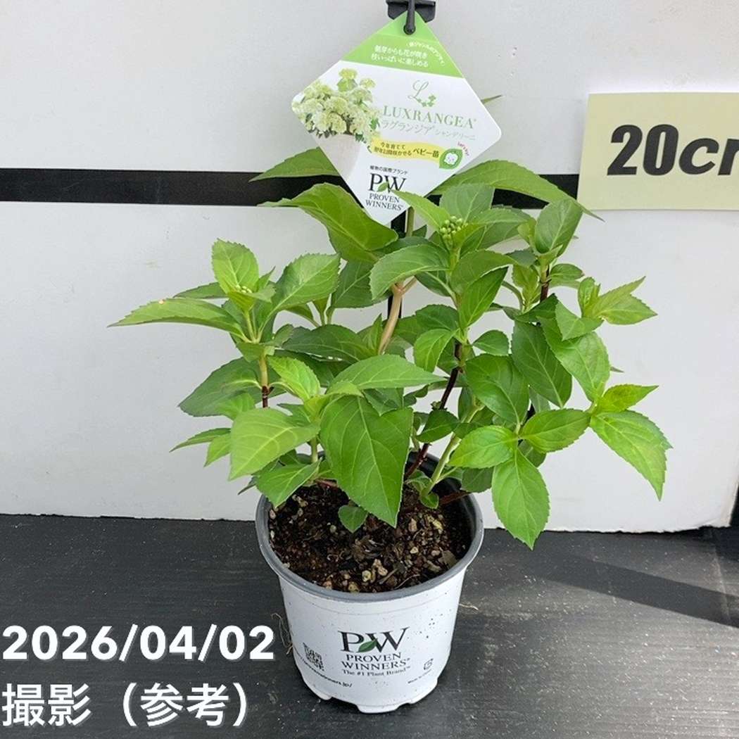 まとめ買い！】PW ラグランジア シャンデリーニ 3.5号×10鉢セット
