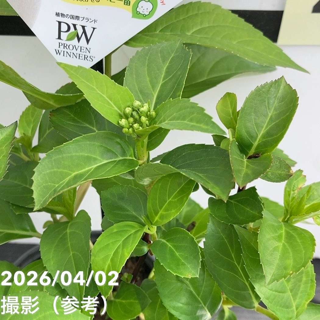 まとめ買い！】PW ラグランジア シャンデリーニ 3.5号×10鉢セット