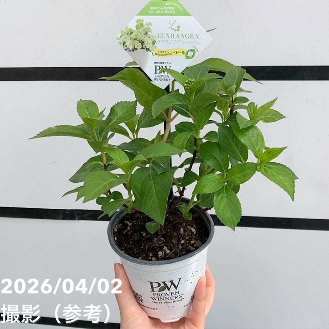 まとめ買い！】PW ラグランジア シャンデリーニ 3.5号×10鉢セット