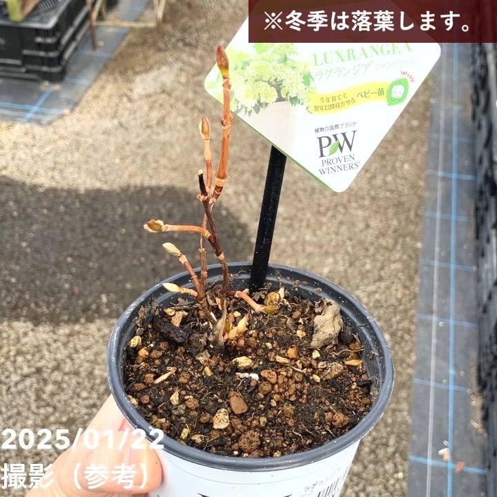 まとめ買い！】PW ラグランジア シャンデリーニ 3.5号×10鉢セット