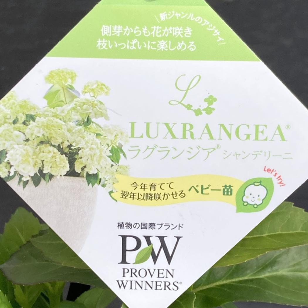 まとめ買い！】PW ラグランジア シャンデリーニ 3.5号×10鉢セット