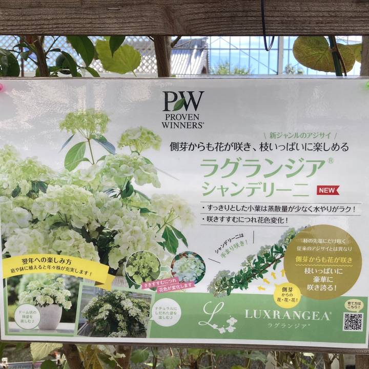 まとめ買い！】PW ラグランジア シャンデリーニ 3.5号×10鉢セット