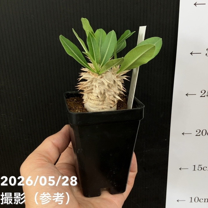 パキポディウム エブレネウム 2.5号｜観葉04-PA | 観葉・多肉 | 赤塚