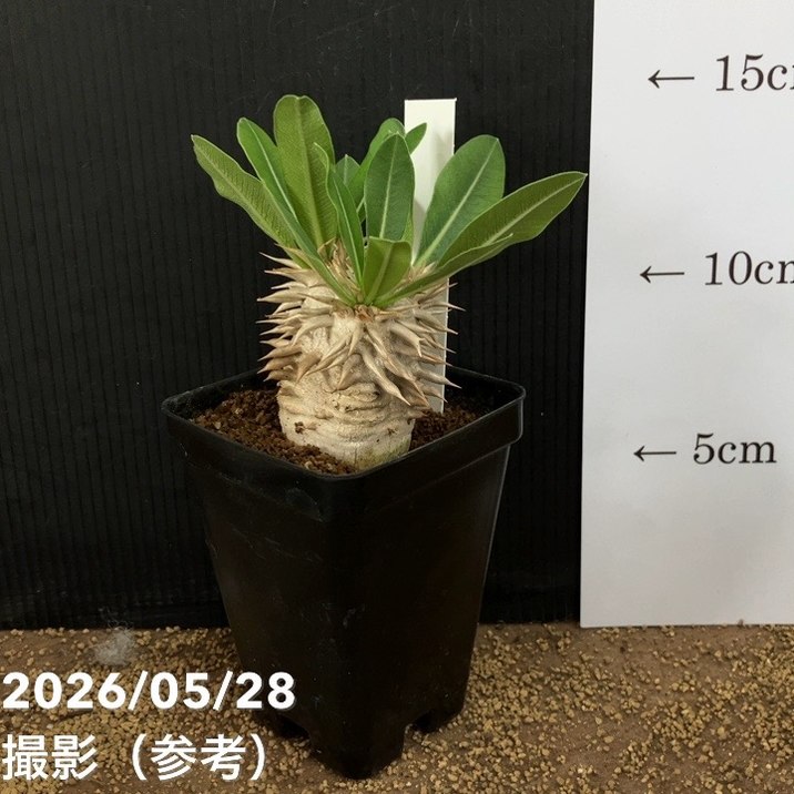 パキポディウム エブレネウム 2.5号｜観葉04-PA | 観葉・多肉 | 赤塚