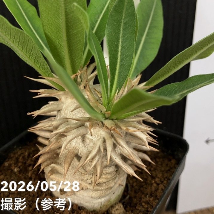 パキポディウム エブレネウム 2.5号｜観葉04-PA | 観葉・多肉 | 赤塚