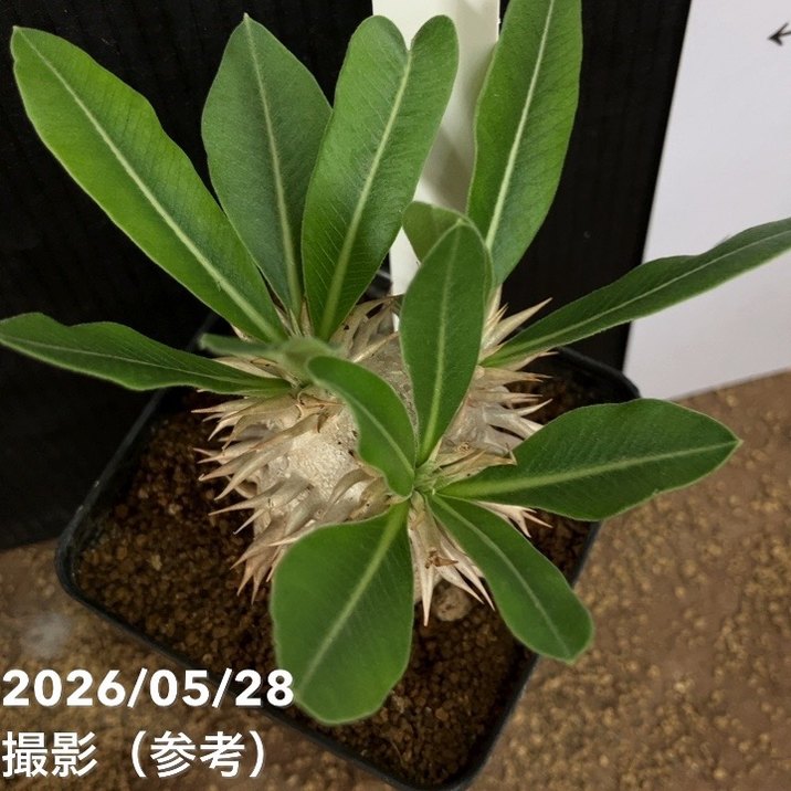 パキポディウム エブレネウム 2.5号｜観葉04-PA | 観葉・多肉 | 赤塚