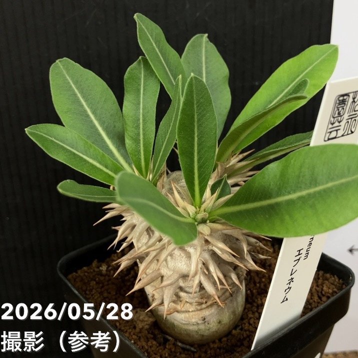 パキポディウム エブレネウム 2.5号｜観葉04-PA | 観葉・多肉 | 赤塚