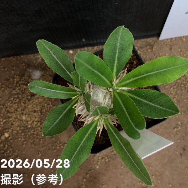 パキポディウム エブレネウム 2.5号｜観葉04-PA | 観葉・多肉 | 赤塚