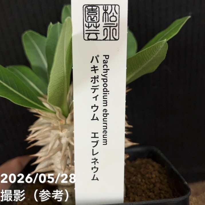 パキポディウム エブレネウム 2.5号｜観葉04-PA | 観葉・多肉 | 赤塚