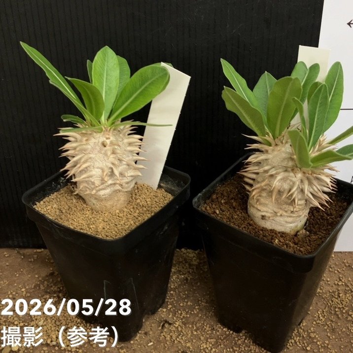パキポディウム　エブレネウム　Wヘッド パキポディウム エブレネウム 2.5号｜観葉04-PA | 観葉・多肉 | 赤塚