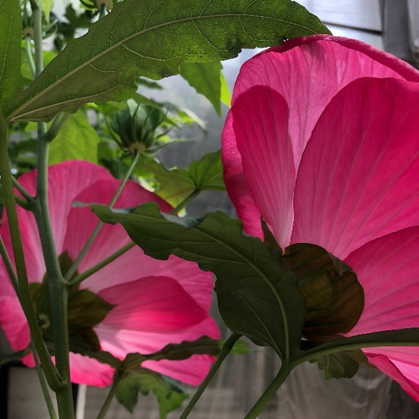 タイタンビカス 3.5号 ジュノー (トールタイプ)|草花01-D1