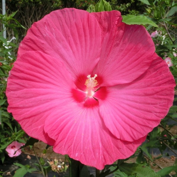 タイタンビカス 3.5号 ジュノー (トールタイプ)|草花01-D1