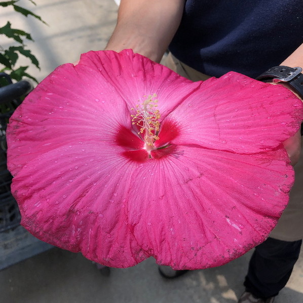 タイタンビカス 3.5号 ジュノー (トールタイプ)|草花01-D1