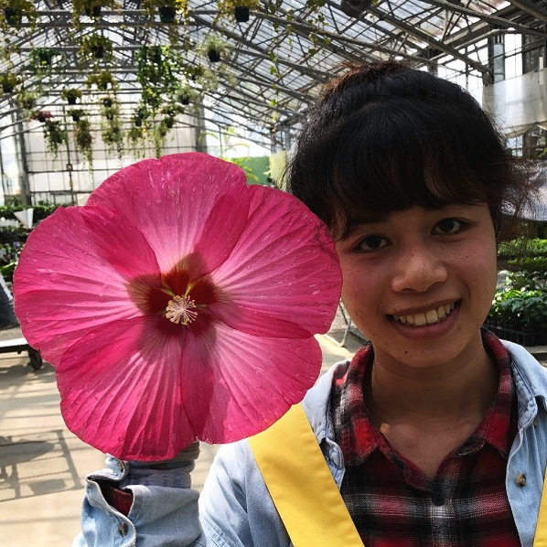 タイタンビカス 3.5号 ジュノー (トールタイプ)|草花01-D1