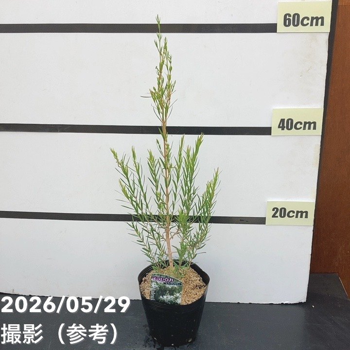 メラレウカ スノーインサマー 5号 ※お届けに10日程度かかる場合が