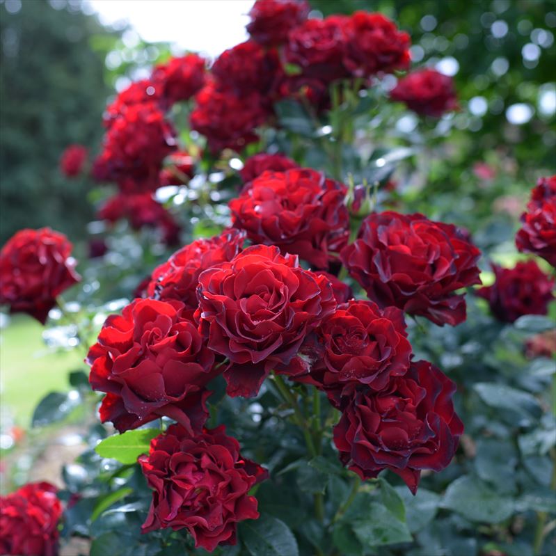 バラ大苗 オマージュ・ア・バルバラ 7号 Delbard｜花木04-PA | 花木