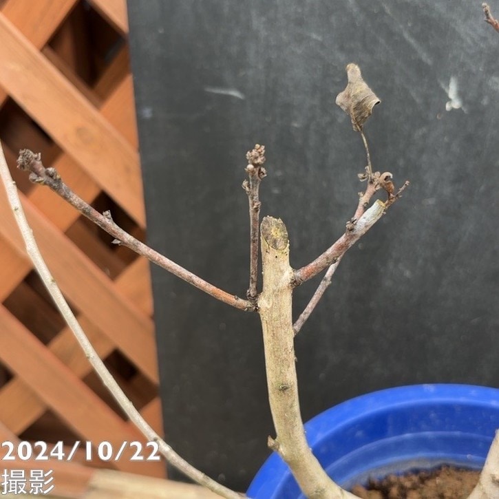 数量限定】スモークツリー ベストピンク 7号｜s200｜花木04-PA | 花木