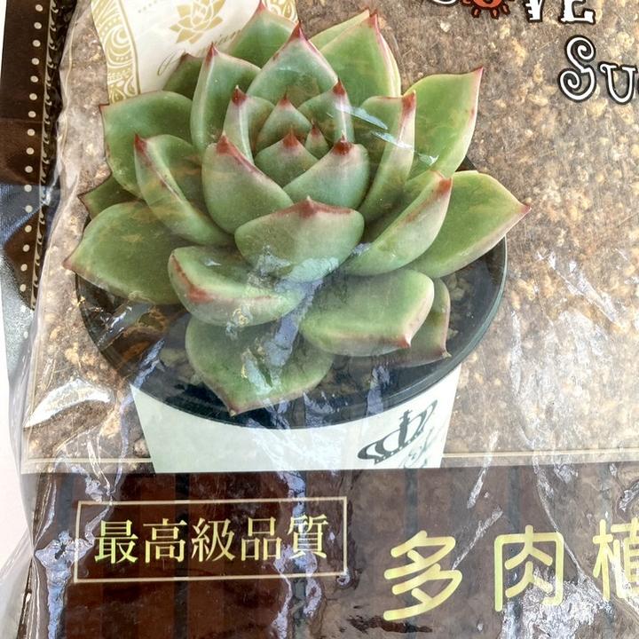 赤と緑の多肉植物 四角形の鉢付き*3 81wVNriVEiL._AC_UL210_SR210,