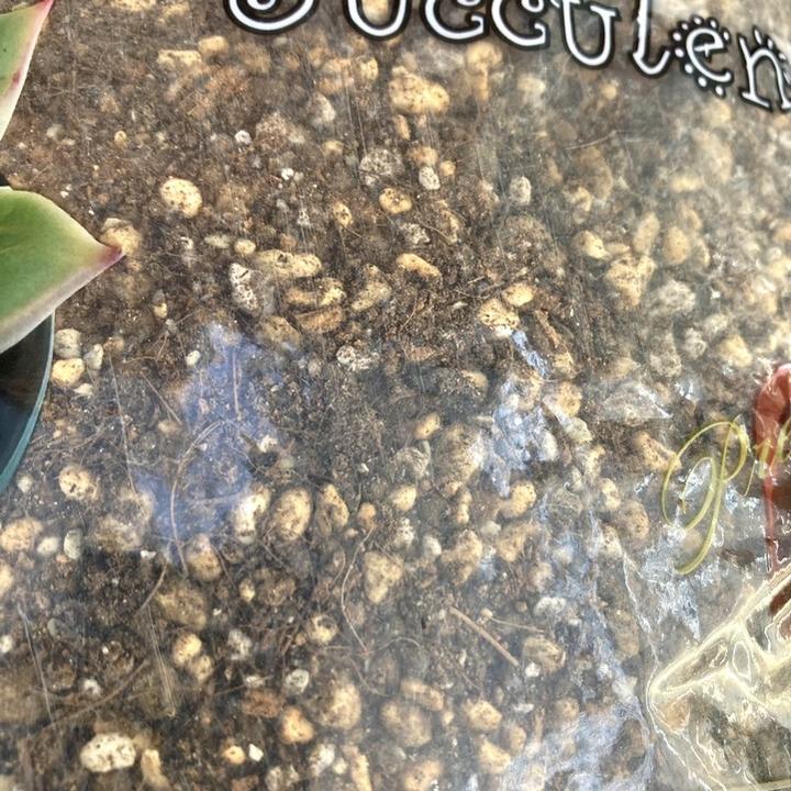 PREMIUM SOIL 最高級品質 多肉植物の土 3L入り(植物との同梱不可)|用土04-TU