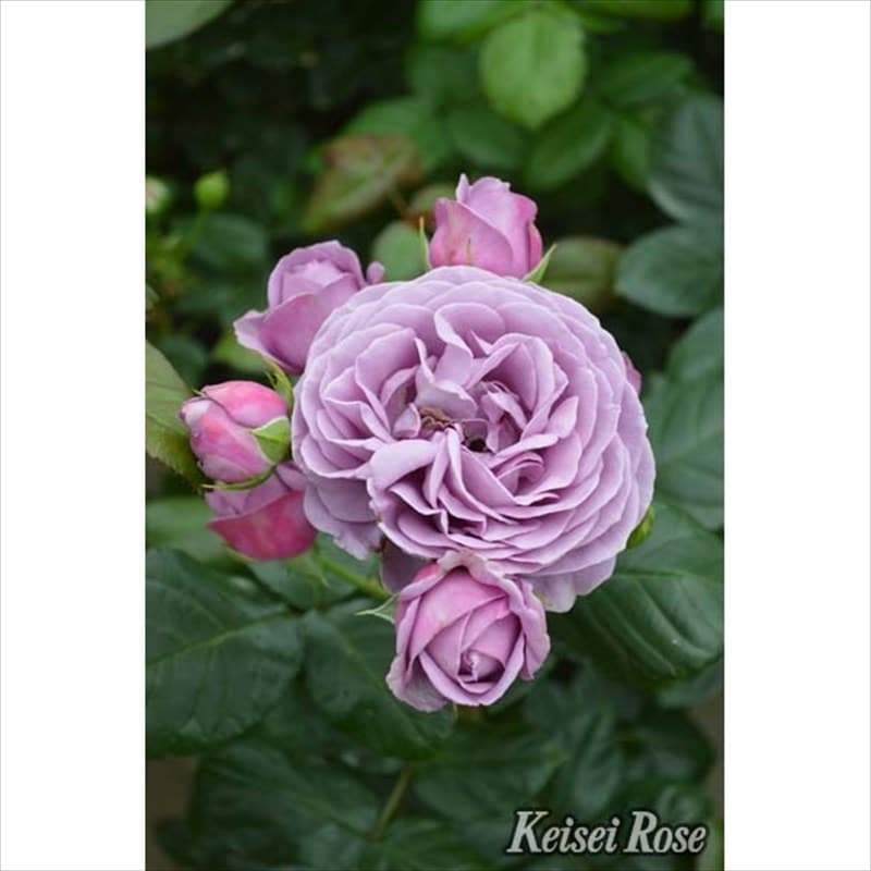 バラ大苗 カインダブルー 4.5号ロングポット 京成バラ園芸｜花木04-PA