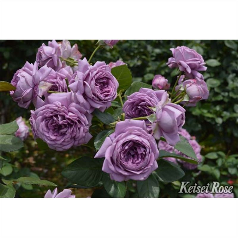 バラ大苗 バラ大苗 希成（きなり） 4.5号ロングポット 京成バラ園芸｜花木04-PA