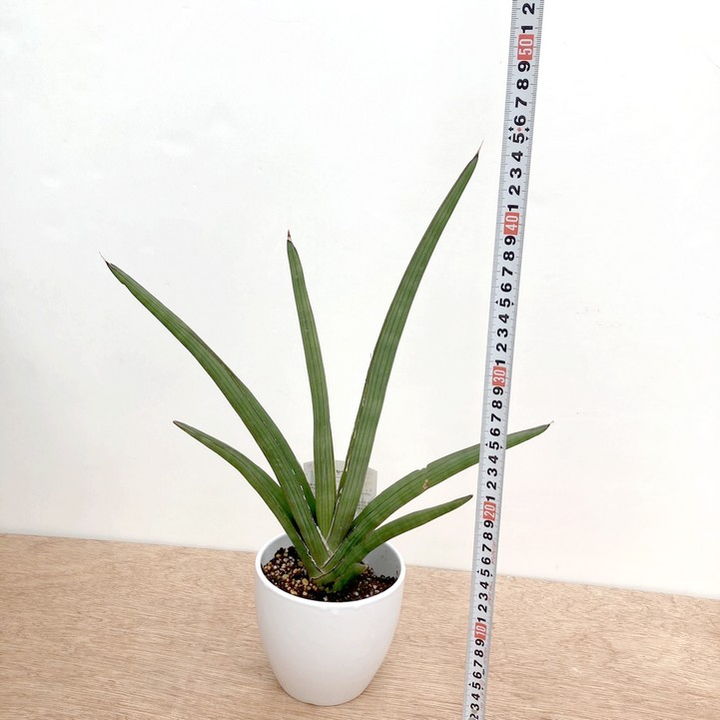 サンスベリア 4号 デザルディー（ナチュラル）白陶器鉢仕様｜観葉02-D2