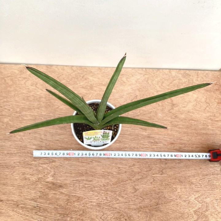 サンスベリア 4号 デザルディー（ナチュラル）白陶器鉢仕様｜観葉02-D2