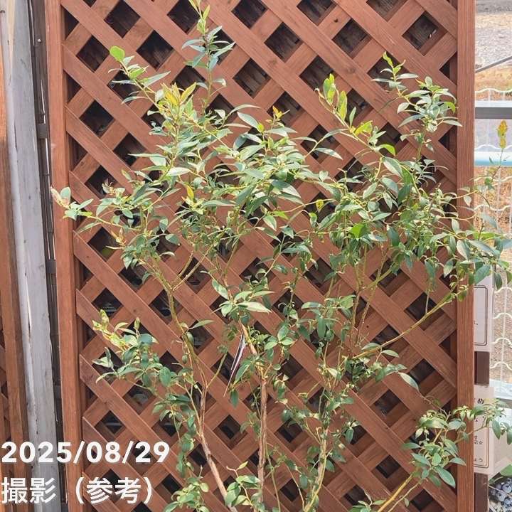 ハイブリッドブルーベリー ピンクレモネード 7号スリット鉢