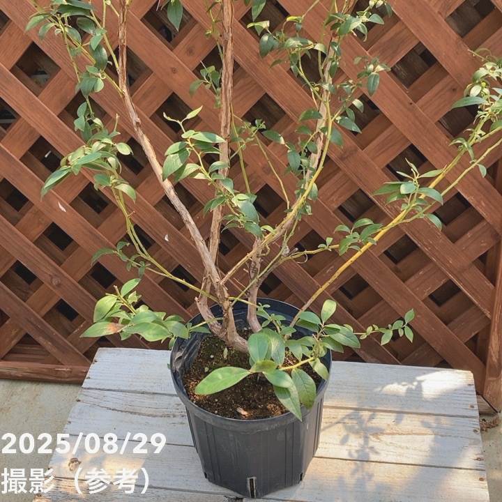 ブルーベリー苗　パウダーブルー＆ピンクレモネード7号ポット2本セット ブルーベリー苗 パウダーブルー＆ピンクレモネード7号ポット2本