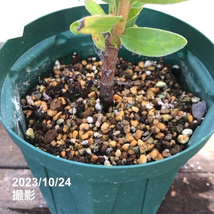 プロテア レピドカルポデンドロン 4号スリット鉢｜花木04-PA | 花木