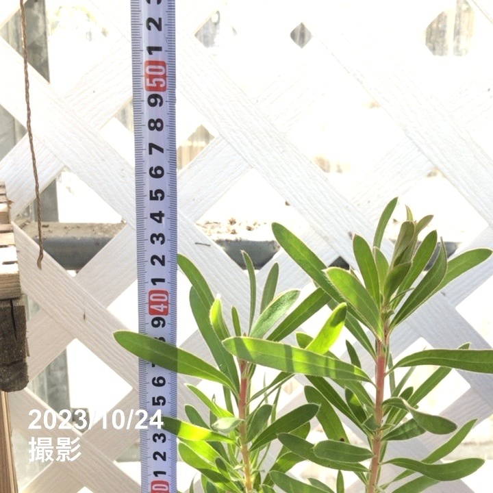 プロテア レピドカルポデンドロン 4号スリット鉢｜花木04-PA | 花木