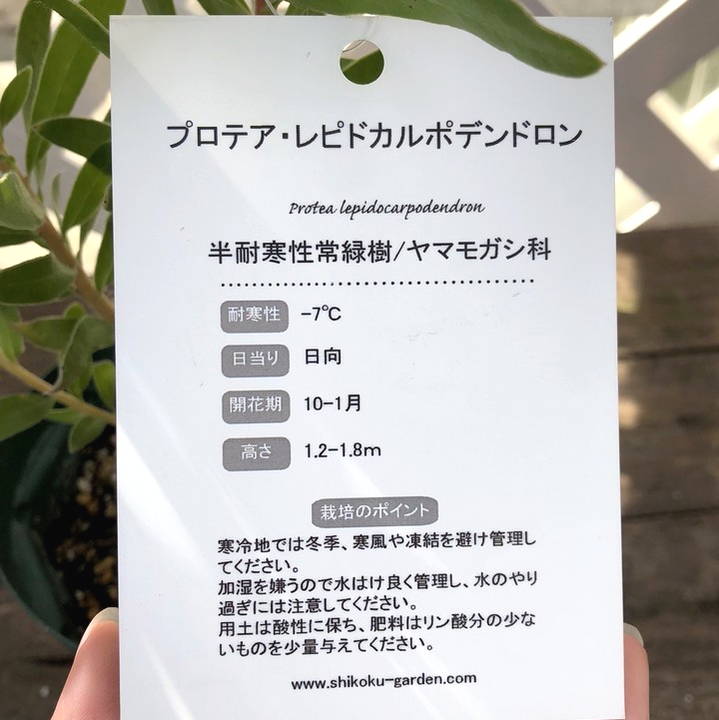 プロテア レピドカルポデンドロン 4号スリット鉢｜花木04-PA | 花木