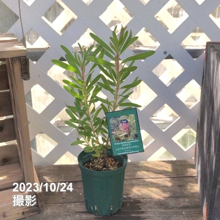 プロテア レピドカルポデンドロン 4号スリット鉢｜花木04-PA | 花木