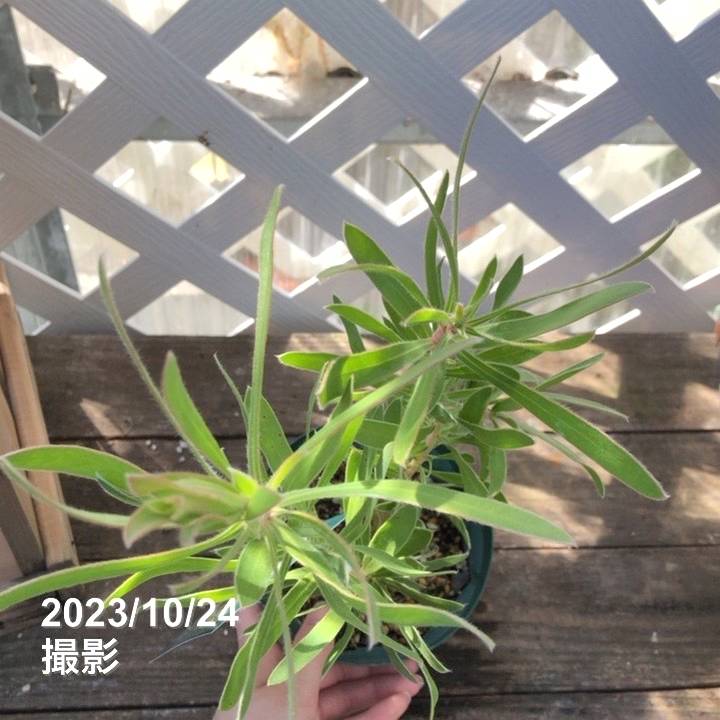 プロテア レピドカルポデンドロン 4号スリット鉢｜花木04-PA | 花木