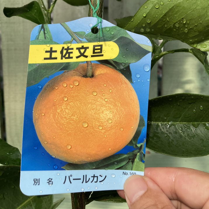 佐藤助雄作　早春　(60センチ) 土佐文旦 とさぶんたん パールカン 4号ロングポット 1年生苗｜柑橘