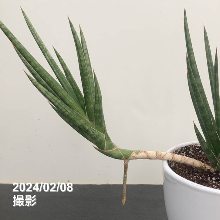 YAMA　ベンガレンシス+アグラオネマ＋水耕栽培のサンスベリアのセット販売 YAMA様専用 ベンガレンシス+アグラオネマ＋水耕栽培の