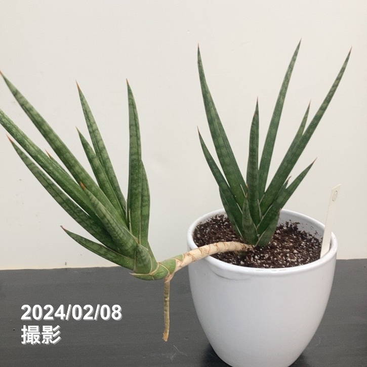現品お届け】サンスベリア 4号 フランシシー クランプ付き 白陶器鉢