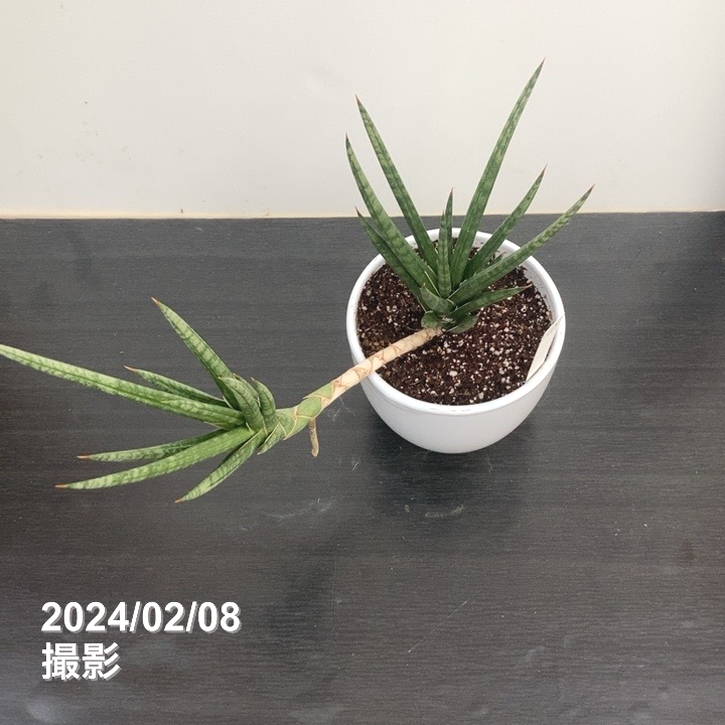 サンスベリア ピングイキュラ 1 陶器鉢 お皿付き サンスベリア・ピングイキュラ - 雨読堂 -UDOKUDO- 観葉植物と鉢