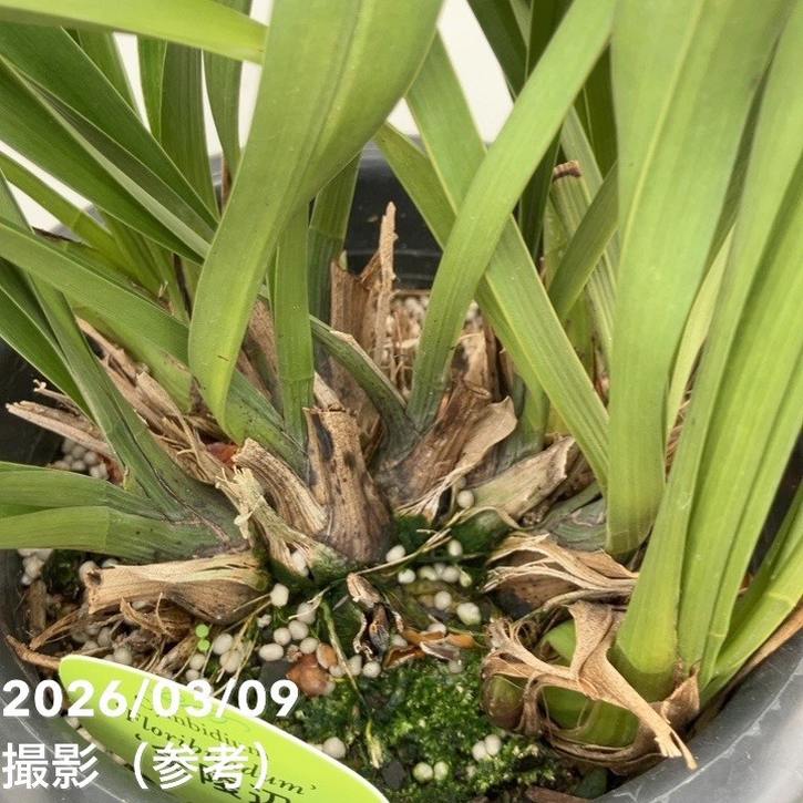 花芽4個＞キンリョウヘン 6号｜ミツバチ蘭｜洋蘭10-TU | 草花,蘭