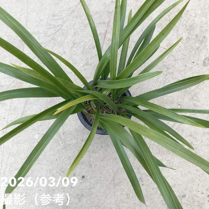 キンリョウヘン花芽6芽 花芽4個＞キンリョウヘン 6号｜ミツバチ蘭｜洋蘭10-TU | 草花,蘭
