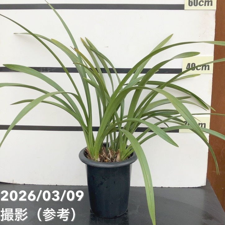キンリョウヘン6号鉢　花芽10本 花芽4個＞キンリョウヘン 6号｜ミツバチ蘭｜洋蘭10-TU | 草花,蘭