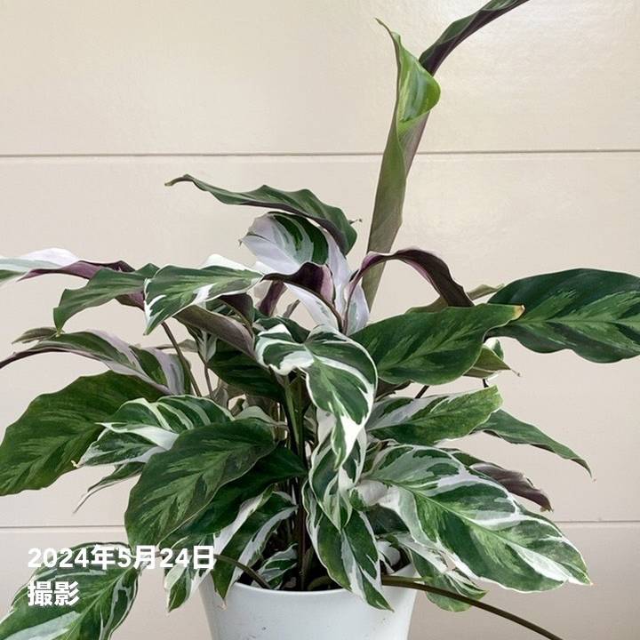 カラテア ホワイトフュージョン 6号｜観葉04-PA | 観葉・多肉,カラテア