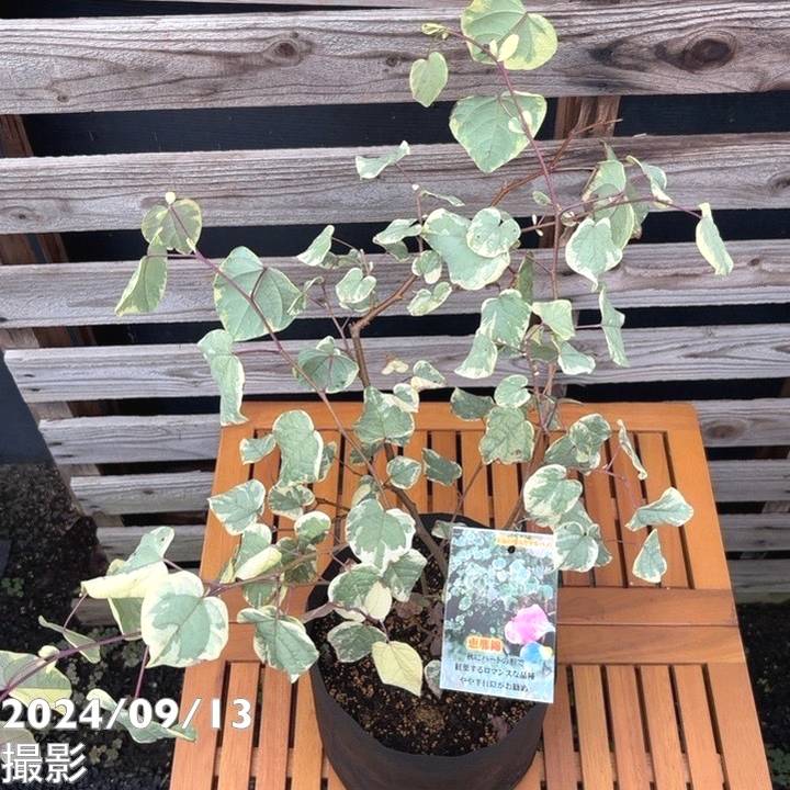 斑入りマルバノキ 恵那錦 6号｜花木04-PA | 花木・庭木 | 赤塚植物園