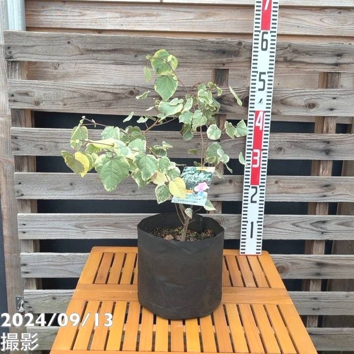斑入りマルバノキ 恵那錦 6号｜花木04-PA | 花木・庭木 | 赤塚植物園