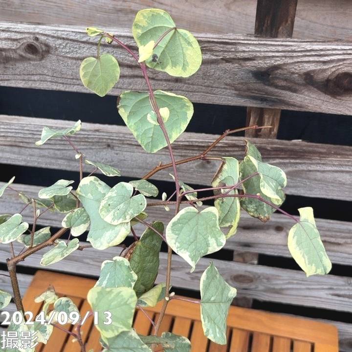 斑入りマルバノキ 恵那錦 6号｜花木04-PA | 花木・庭木 | 赤塚植物園