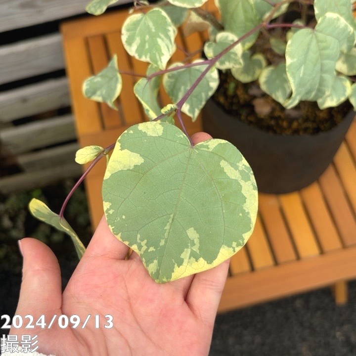 斑入りマルバノキ 恵那錦 6号｜花木04-PA | 花木・庭木 | 赤塚植物園